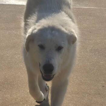 Great Pyrenees Dogs Available for Adoption in Falls Church, Virginia - Clementine Elyce | PetCurious