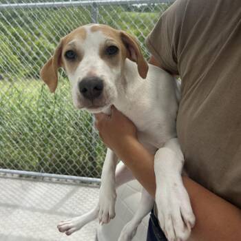 Jelly -  Beagle and Mixed Breed Dog for Adoption in Uniontown, Pennsylvania - Jelly | PetCurious