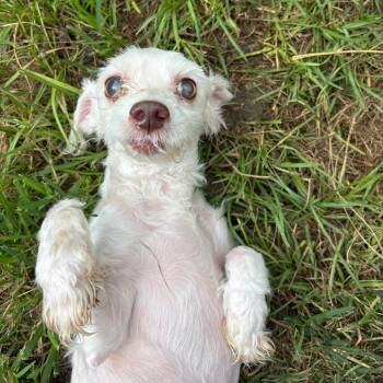 Jicama Jimmy -  Maltese and Mixed Breed Dog for Adoption in Houston, Texas - Jicama Jimmy | PetCurious