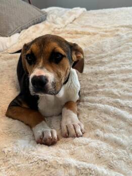 Ranja -  Mixed Breed Dog Available for Adoption in Taycheedah, Wisconsin - Ranja | PetCurious