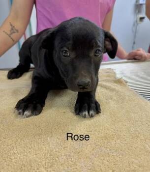 Mixed Breed Dogs Available for Adoption in West Chester, Pennsylvania - Rose | PetCurious