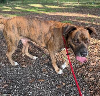 Frankie -  American Bulldog Dog for Adoption in Lakeland, Florida - Frankie | PetCurious