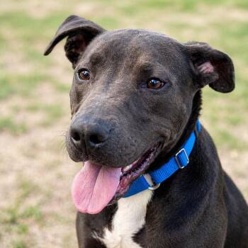 Bull Terrier and Labrador Retriever Dogs Available for Adoption in Brookeville, Maryland - Wind | PetCurious