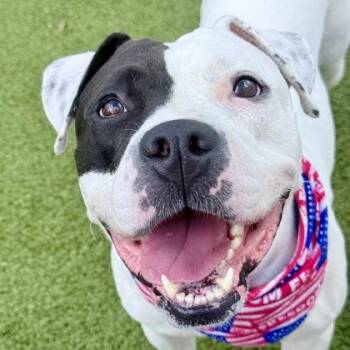 Harley -  Mixed Breed Dog for Adoption in Largo, Florida - Harley | PetCurious
