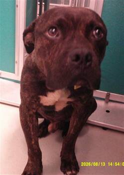 SPARKY -  American Bulldog and Mixed Breed Dog for Adoption in Oklahoma City, Oklahoma - SPARKY | PetCurious