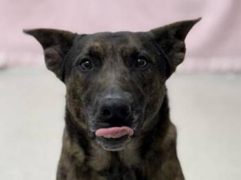 Dutch Shepherd Dogs Available for Adoption in Portland, Oregon - Taz | PetCurious