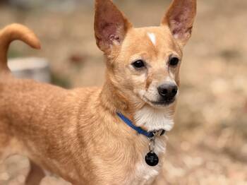 Cotton -  Chihuahua Dog for Adoption in Santa Rosa, California - Cotton | PetCurious