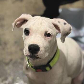 Roscoe -  Pit Bull Terrier Dog for Adoption in Sacramento, California - Roscoe | PetCurious