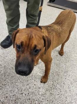 Pebbles -  Rhodesian Ridgeback and Mixed Breed Dog for Adoption in Gastonia, North Carolina - Pebbles | PetCurious