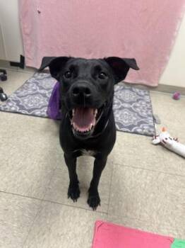 Magic -  Mixed Breed Dog for Adoption in Hamilton, Ohio - Magic | PetCurious
