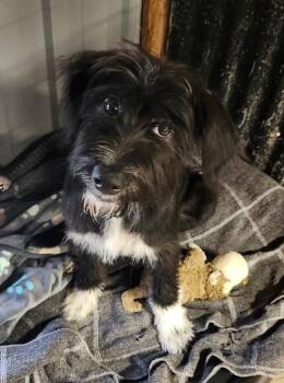 Ginger Ale -  Poodle and Mixed Breed Dog for Adoption in Severance, Colorado - Ginger Ale | PetCurious