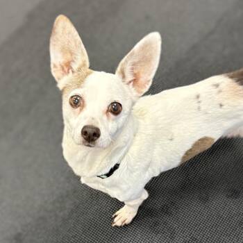 Mixed Breed Dogs Available for Adoption in Westhampton, New York - Bella | PetCurious