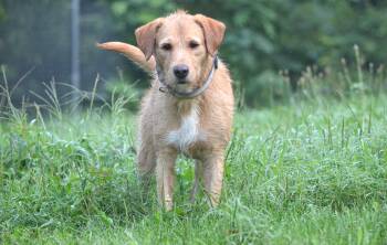 Nacho -  Labradoodle Dog for Adoption in Amissville, Virginia - Nacho | PetCurious