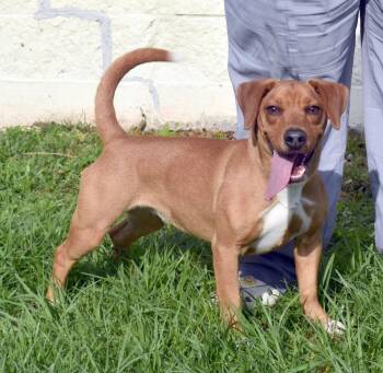 Basset Hound and Mixed Breed Dogs Available for Adoption in Kingsland, Georgia - Winnie Nova | PetCurious