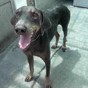 Cargo Pants -  Doberman Pinscher Dog for Adoption in Pasadena, California - Cargo Pants | PetCurious