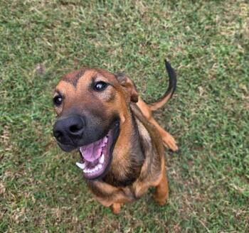 Rescue Doberman Pinscher Dogs for Adoption in Wantagh, New York - Brownie | PetCurious