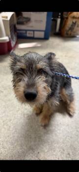 Rescue Terrier Dogs for Adoption in Fresno, California - Tara | PetCurious
