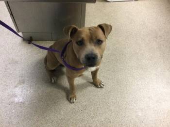 MILO -  Pit Bull Terrier Dog for Adoption in Riverside, California - MILO | PetCurious