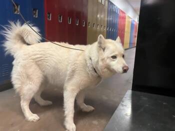 Mixed Breed Dogs Available for Adoption - THASTA | PetCurious