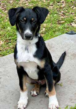 Aussiedoodle Dogs Available for Adoption - Patches | PetCurious