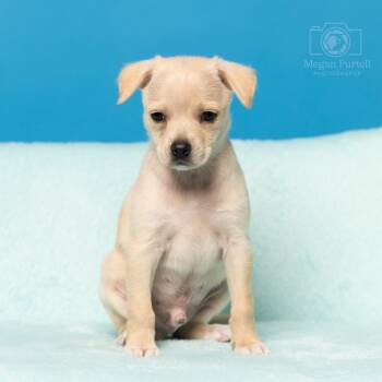 Rescue Chihuahua Dogs for Adoption in South Riding, Virginia - Fern's Skelly | PetCurious