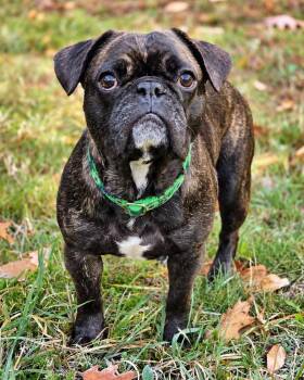 Hamster -  Pug and French Bulldog Dog for Adoption in Westminster, Massachusetts - Hamster | PetCurious