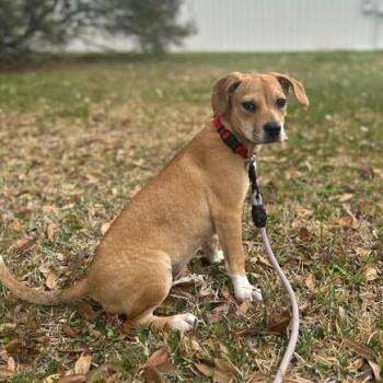 Terrier Dogs Available for Adoption - Turnip | PetCurious