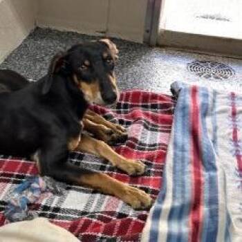 Chandler -  Mixed Breed Dog for Adoption in Buchanan Dam, Texas - Chandler | PetCurious