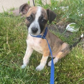 Penne -  Boxer and Australian Cattle Dog Blue Heeler Dog for Adoption in Philadelphia, Pennsylvania - Penne | PetCurious