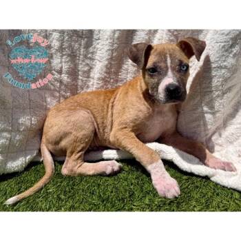 Pit Bull Terrier Dogs Available for Adoption in Inglewood, California - Hazelnut | PetCurious