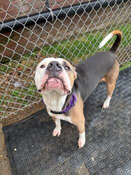 Deeohgee -  Terrier Dog for Adoption in New Kensington, Pennsylvania - Deeohgee | PetCurious