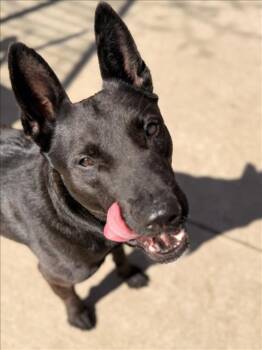 MAXIMUS -  German Shepherd Dog and Mixed Breed Dog for Adoption in Tulsa, Oklahoma - MAXIMUS | PetCurious