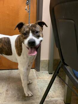 Rescue Mixed Breed Dogs for Adoption in Highland Village, Texas - Stray Pittie | PetCurious