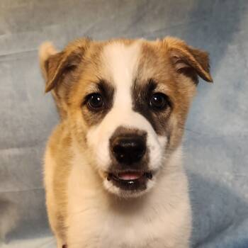 Rescue Husky Dogs for Adoption in Austin, Texas - Bob JuM | PetCurious