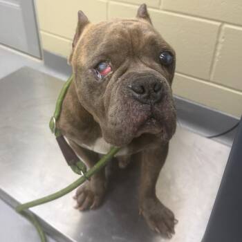 Mixed Breed Dogs Available for Adoption in Columbus, Georgia - 04/14/2026-Stray-NorthstarDrive | PetCurious