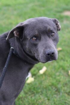 Rescue Mixed Breed Dogs for Adoption in Walla Walla, Washington - Daryl | PetCurious