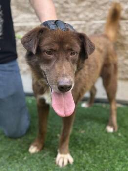 Caramel Cream McFlurry* -  Australian Shepherd and Mixed Breed Dog for Adoption in El Paso, Texas - Caramel Cream McFlurry* | PetCurious
