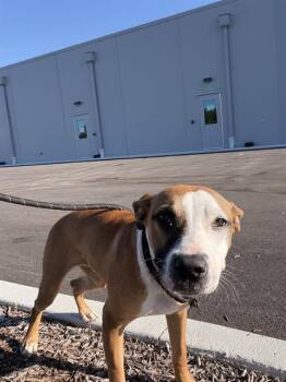 DAHLIA -  Bull Terrier and Mixed Breed Dog for Adoption in Indianapolis, Indiana - DAHLIA | PetCurious