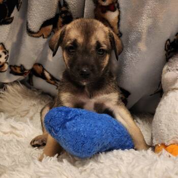 Libby -  Shepherd Dog for Adoption in Alpine, Texas - Libby | PetCurious