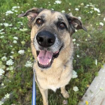 Buddy -  German Shepherd Dog Dog for Adoption in Oconto, Wisconsin - Buddy | PetCurious