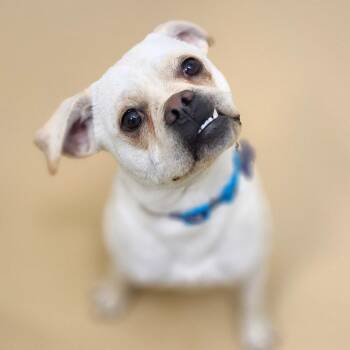 Pippin - Chino Hills Location -  Pug and Beagle Dog for Adoption in Chino Hills, California - Pippin - Chino Hills Location | PetCurious