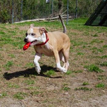 Gadget -  Mixed Breed Dog for Adoption in West Chester, Pennsylvania - Gadget | PetCurious