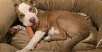 Pinky Pie -  Pit Bull Terrier and Mixed Breed Dog for Adoption in Fishers, Indiana - Pinky Pie | PetCurious