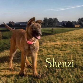 Shenzi -  Belgian Shepherd Malinois Dog Available for Adoption in Tonopah, Arizona - Shenzi | PetCurious