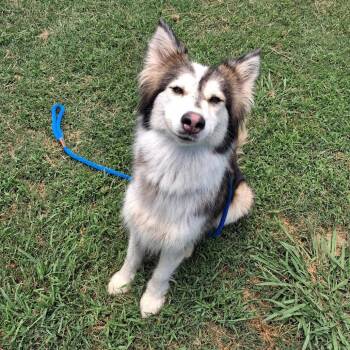 Ducky -  Mixed Breed Dog for Adoption in Pauls Valley, Oklahoma - Ducky | PetCurious