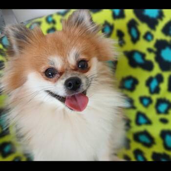 Pomeranian Dogs Available for Adoption - Zuko | PetCurious
