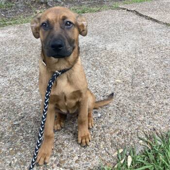 Elliot -  German Shepherd Dog Dog Available for Adoption in Beaumont, Texas - Elliot | PetCurious