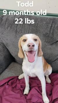 Mixed Breed Dogs Available for Adoption - Todd | PetCurious