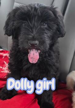 Newfoundland Dog and Poodle Dogs Available for Adoption in Semmes, Alabama - Dolly  | PetCurious