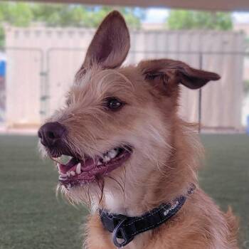 Sunny -  Terrier and Mixed Breed Dog for Adoption in Riverside, California - Sunny | PetCurious